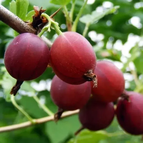 Red_Gooseberry_Amla_Grafted_Fruit_Plant
