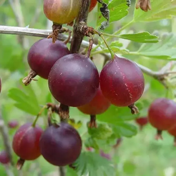 Red_Gooseberry_Amla_Grafted_Fruit_Plant