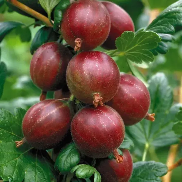 Red_Gooseberry_Amla_Grafted_Fruit_Plant