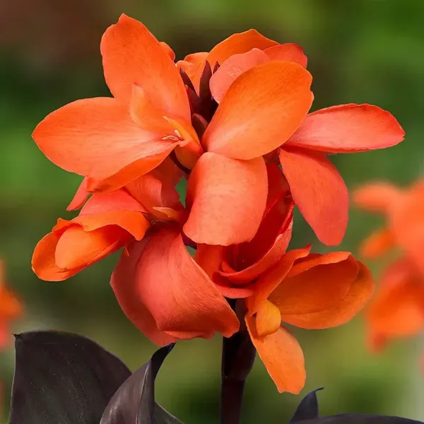 Canna_Indica_Flower_Plant_Red