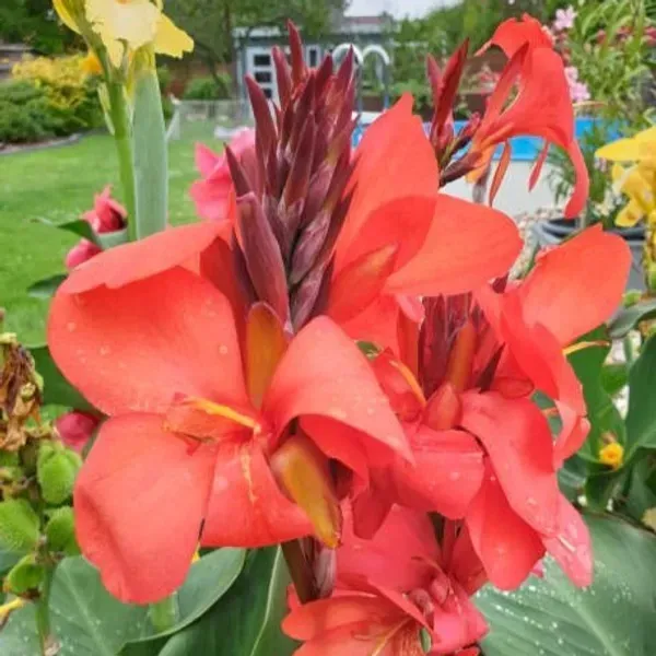Canna_Indica_Flower_Plant_Red