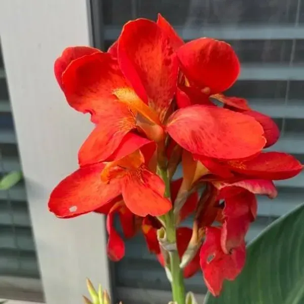 Canna_Indica_Flower_Plant_Red