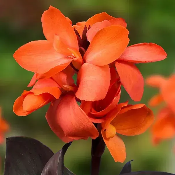 Canna_Indica_Flower_Plant_Red