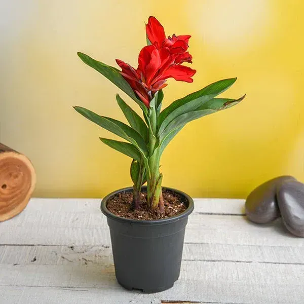 Canna_Indica_Flower_Plant_Red