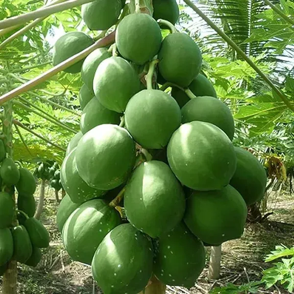 Dwarf_Variety_Tropical_Papaya_Live_Fruit_Plant