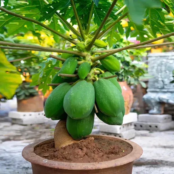 Dwarf_Variety_Tropical_Papaya_Live_Fruit_Plant
