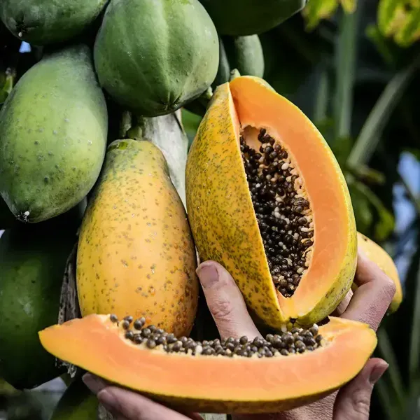 Dwarf_Variety_Tropical_Papaya_Live_Fruit_Plant