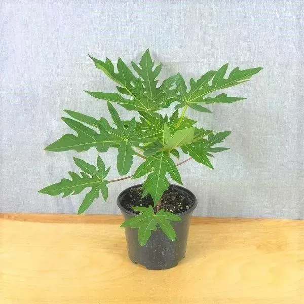 Dwarf_Variety_Tropical_Papaya_Live_Fruit_Plant