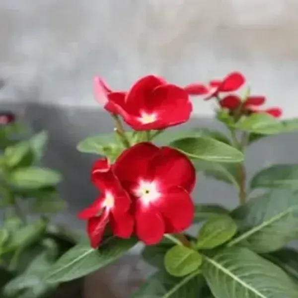 Vinca_Sadabahar_Flower_Plant_Red