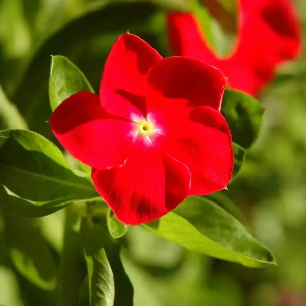 Vinca_Sadabahar_Flower_Plant_Red