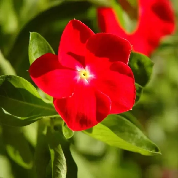 Vinca_Sadabahar_Flower_Plant_Red