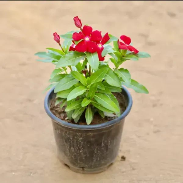 Vinca_Sadabahar_Flower_Plant_Red
