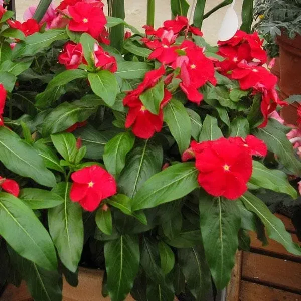 Vinca_Sadabahar_Flower_Plant_Red