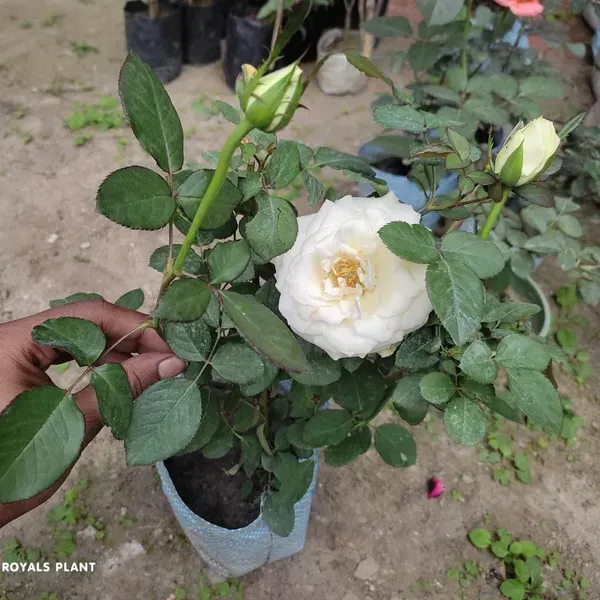 White_Climbing_Rose_Flower_Plant