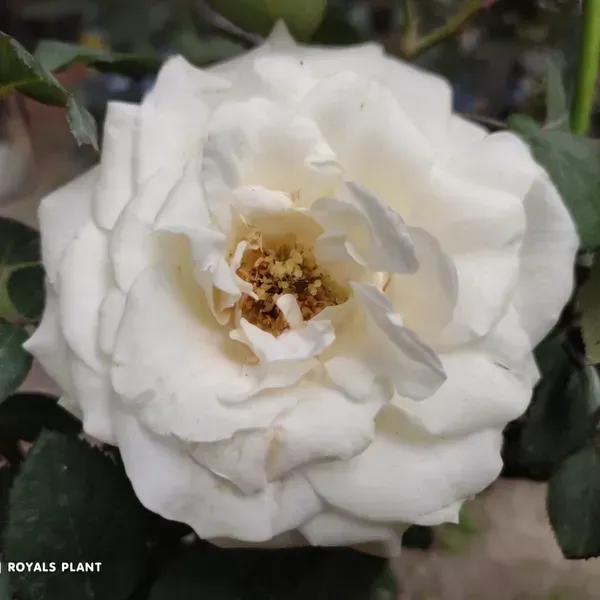 White_Climbing_Rose_Flower_Plant