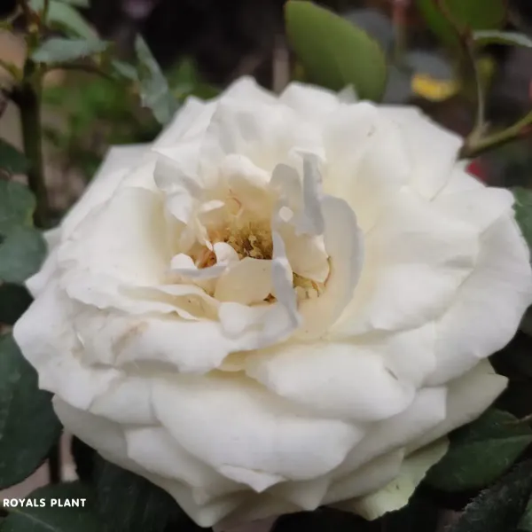 White_Climbing_Rose_Flower_Plant