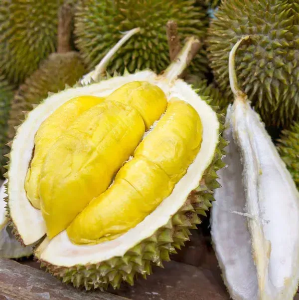 Durian_Fruit_Live_Plant_For_Home_Garden