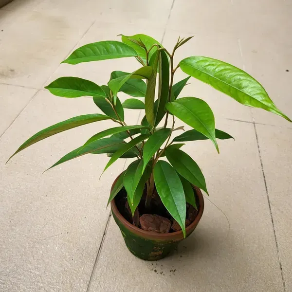 Durian_Fruit_Live_Plant_For_Home_Garden
