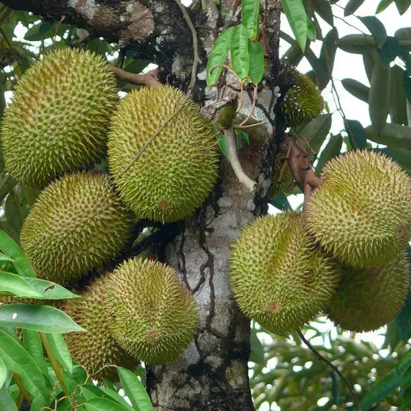 Durian_Fruit_Live_Plant_For_Home_Garden