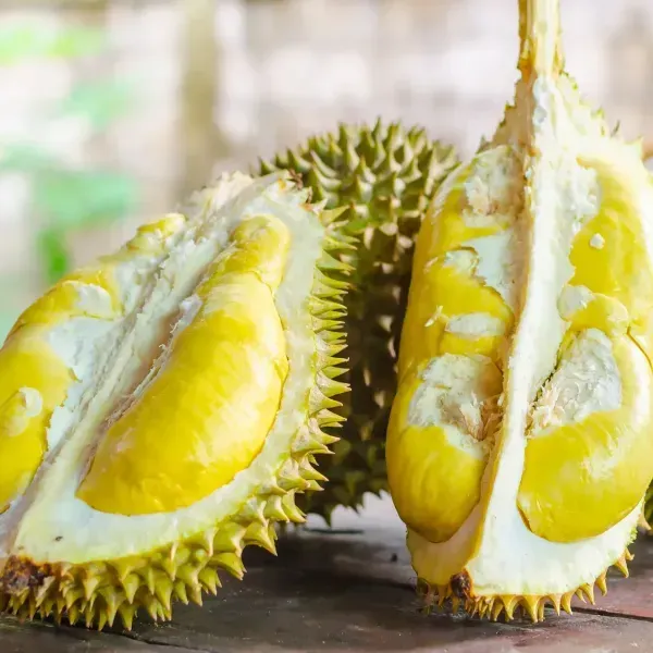 Durian_Fruit_Live_Plant_For_Home_Garden