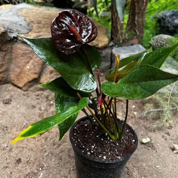 Anthurium_Andreanum_Dark_Red_Gift_Plants