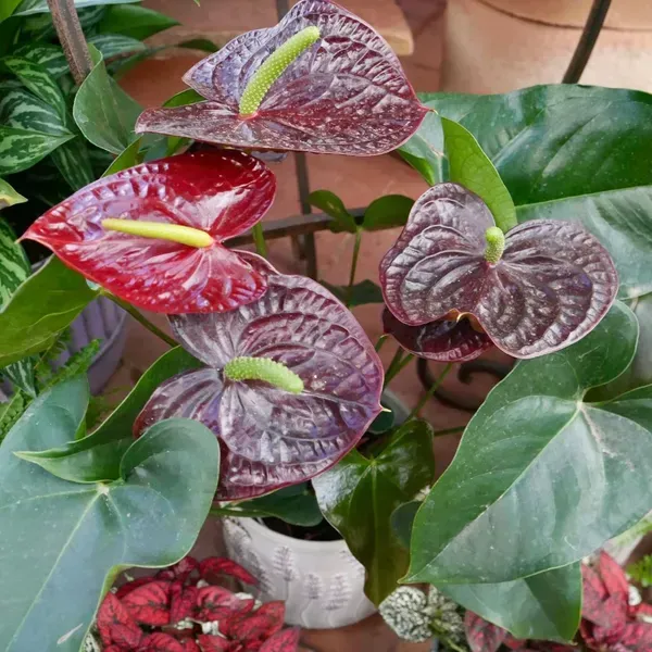 Anthurium_Andreanum_Dark_Red_Gift_Plants