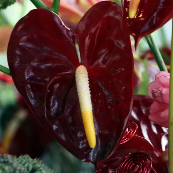 Anthurium_Andreanum_Dark_Red_Gift_Plants