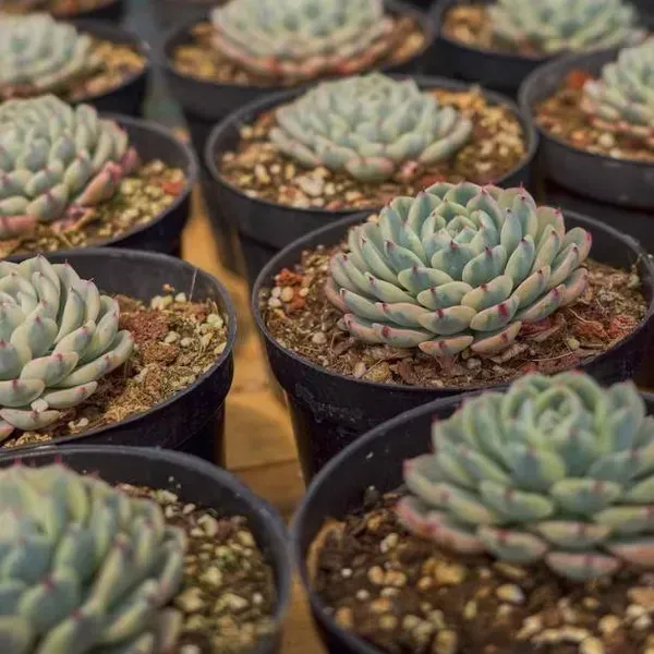 Echeveria_Minima_Variegated_Live_Sacculent_Plant