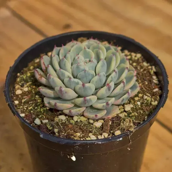 Echeveria_Minima_Variegated_Live_Sacculent_Plant