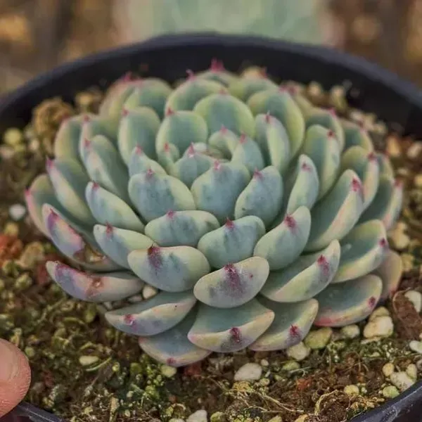 Echeveria_Minima_Variegated_Live_Sacculent_Plant