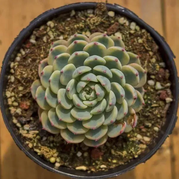 Echeveria_Minima_Variegated_Live_Sacculent_Plant