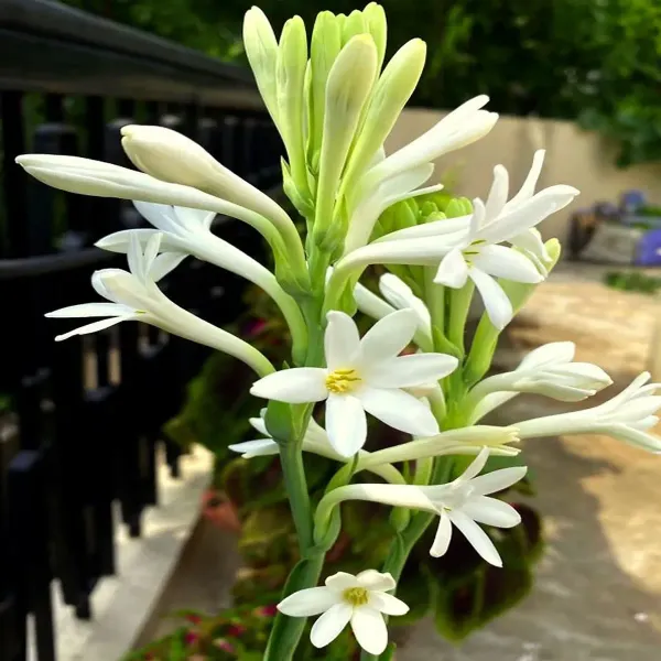 Tube_Rose_Live_Flower_Plant_White