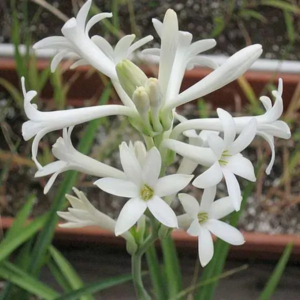 Tube_Rose_Live_Flower_Plant_White