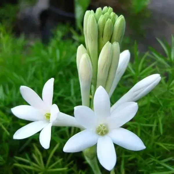 Tube_Rose_Live_Flower_Plant_White