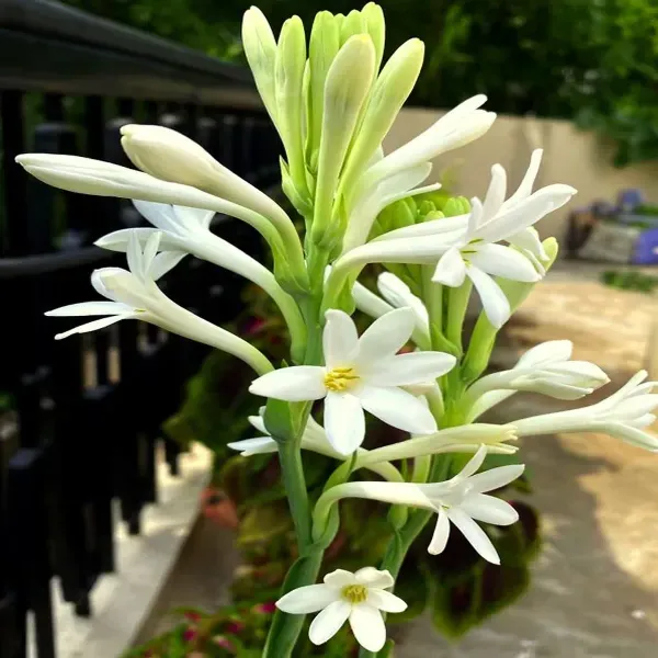 Tube_Rose_Live_Flower_Plant_White