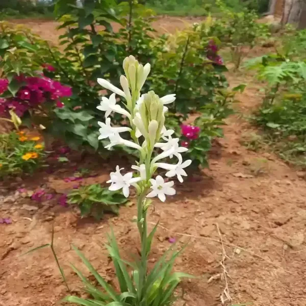 Tube_Rose_Live_Flower_Plant_White