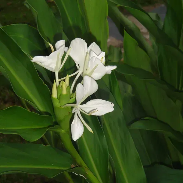 Ginger_Lilly_Flower_Plant_White