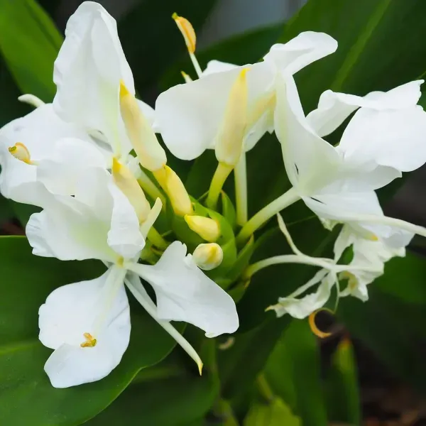 Ginger_Lilly_Flower_Plant_White