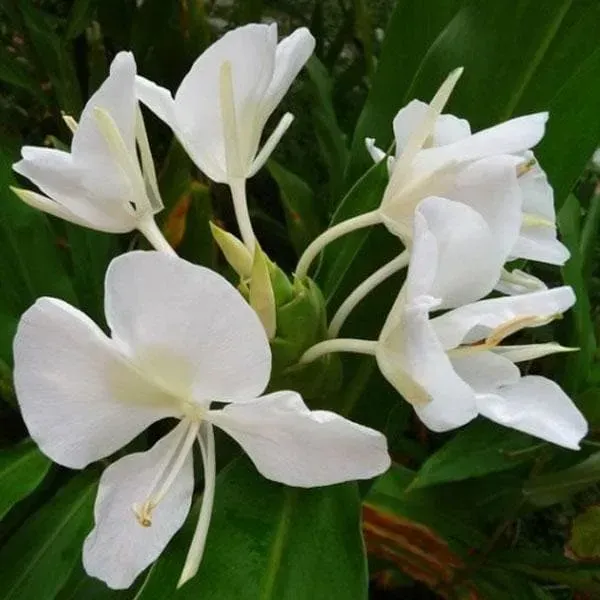 Ginger_Lilly_Flower_Plant_White
