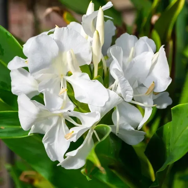 Ginger_Lilly_Flower_Plant_White