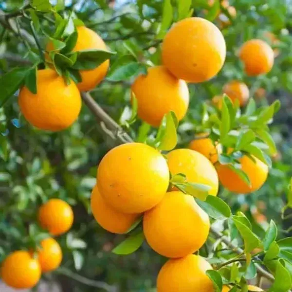 Valencia_Orange_Grafted_Hybrid_Lemon_Fruit_Plant
