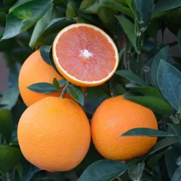 Valencia_Orange_Grafted_Hybrid_Lemon_Fruit_Plant
