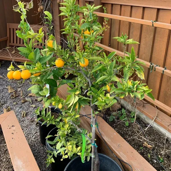 Valencia_Orange_Grafted_Hybrid_Lemon_Fruit_Plant