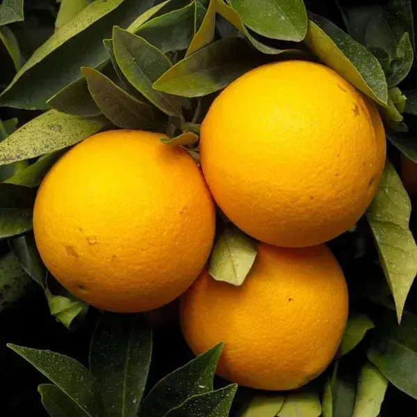 Valencia_Orange_Grafted_Hybrid_Lemon_Fruit_Plant