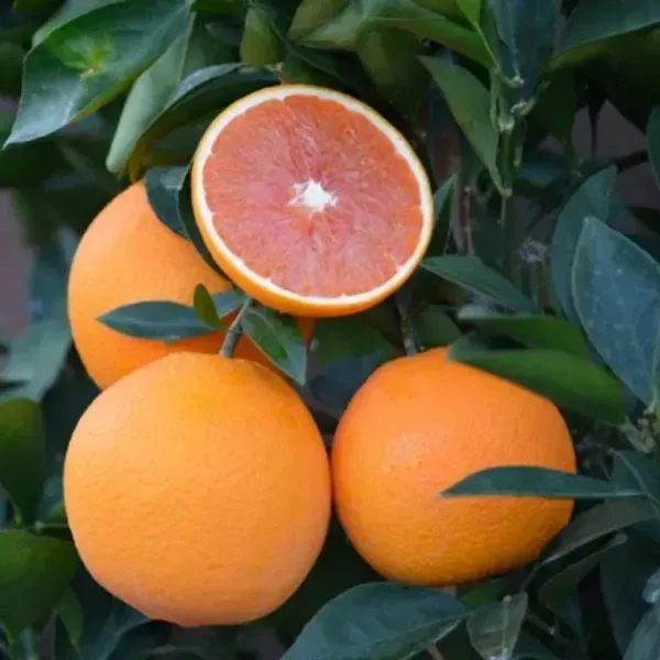 Valencia_Orange_Grafted_Hybrid_Lemon_Fruit_Plant