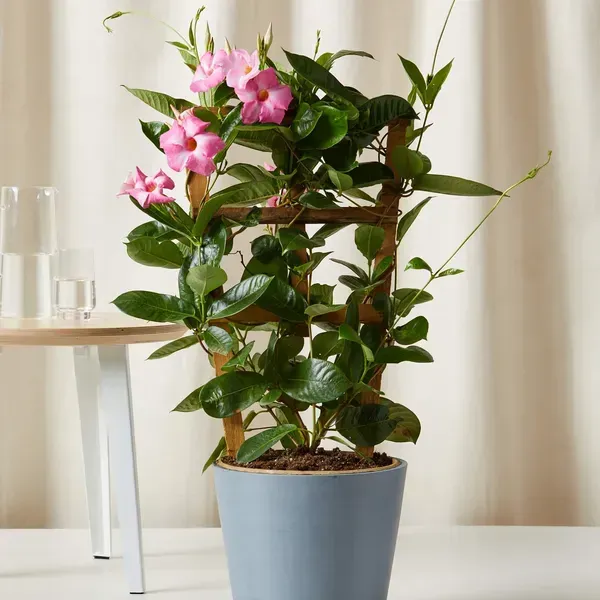 Mandevilla_Flower_Plant_Light_Purple