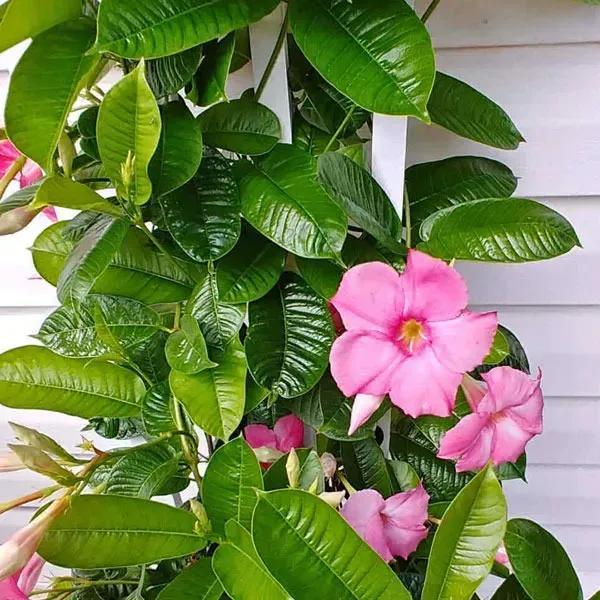 Mandevilla_Flower_Plant_Light_Purple