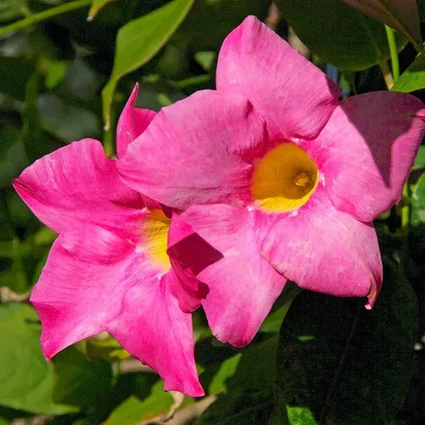 Mandevilla_Flower_Plant_Light_Purple