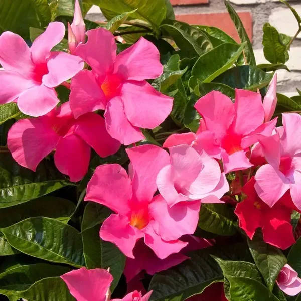 Mandevilla_Flower_Plant_Light_Purple