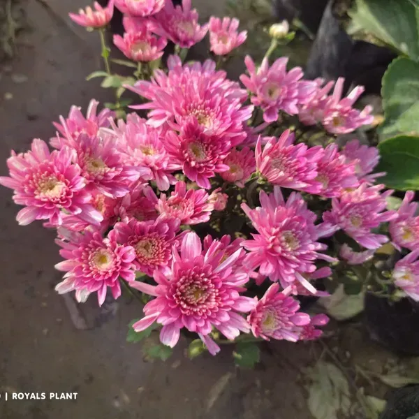 Chrysanthemum_Chandramallika_Flower_Plant_Purple